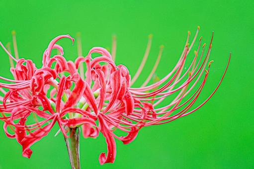 彼岸花 曼珠沙華 彼岸花 曼珠沙華の写真