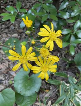 晩秋に咲くツワブキの花02 ツワブキ,石蕗,花の写真素材