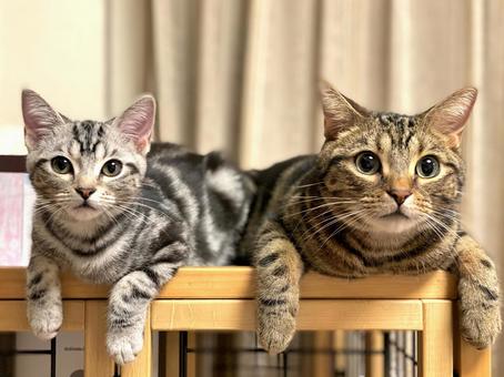 並んでこちらを見つめる猫たち 子猫,kitten,ねこの写真素材