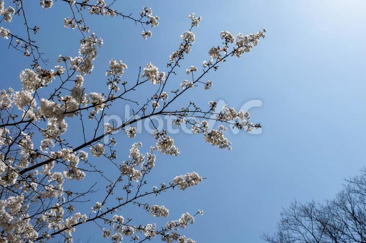 青空に伸びる桜の枝 サクラ,空,自然の写真素材