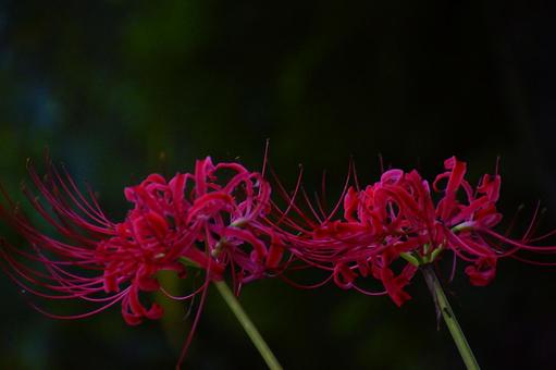 リコリス リコリスの写真