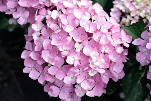 紫陽花 紫陽花の写真