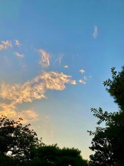 黄昏時の夕空と樹木のシルエット 黄昏時の夕空と樹木のシルエットの写真
