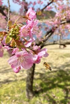 河津桜 河津桜,桜,花の写真素材