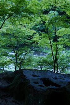 切り株と青モミジ 切り株と青モミジ 切り株,青モミジ,モミジの写真素材