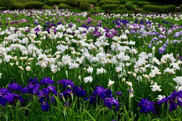 相模原公園の花菖蒲 ハナショウブ,相模原公園,見頃の写真素材