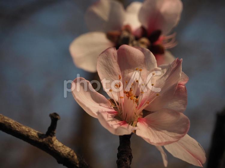 満開の桜の花 桜,さくら,サクラの写真素材