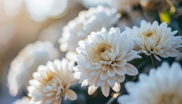 キク科の花 キク科の花の写真