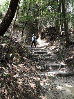 Photo, sunbeams leaves, mountain, mountain path, 