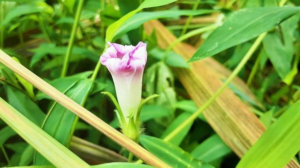 しぼんだ朝顔の花・1 しぼんだ朝顔の花・1 アサガオ,花,観察の写真素材