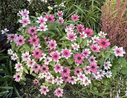 綺麗な花 綺麗な花,花,綺麗の写真素材