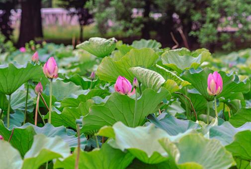 ハス池 ハスの花4ー34 ハス池 ハスの花4ー34 古代ハス,ハス,ハスの花の写真素材