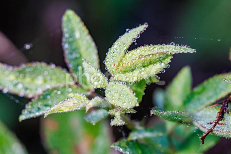 雨上がり水玉のある葉 水滴,植物,自然の写真素材