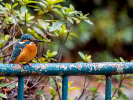 Kingfisher perched on a fence, copy space, kingfishers, wild bird, bird, JPG