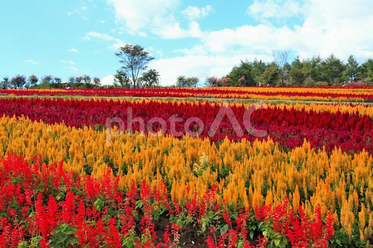 秋の花、ケイトウの丘（栃木那須） 花,ケイトウ,花の丘の写真素材