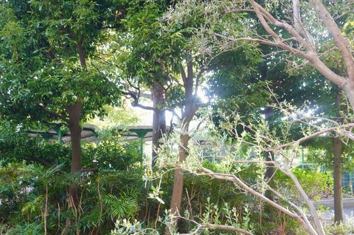 木々 緑,縁石,木の写真素材