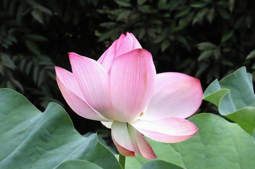 ハスの花開花 ハスの花開花 花,蓮の花,はすの写真素材