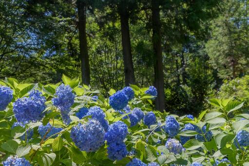 梅雨の森に咲く青い紫陽花 紫陽花,アジサイ,青の写真素材