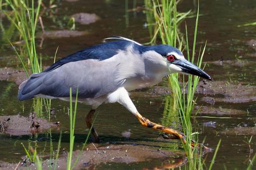 田んぼのゴイサギ ゴイサギ,鷺,田んぼの写真素材