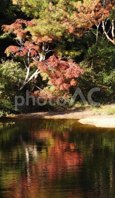 　ミクルマ池　水面に映る紅葉 風景,紅葉,兵庫県西宮市甲山森林公園の写真素材