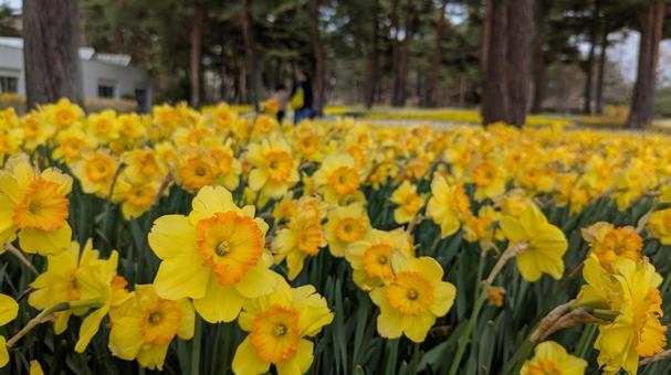 黄色いスイセン 黄色いスイセン 花,国営ひたち海浜公園,スイセンの写真素材