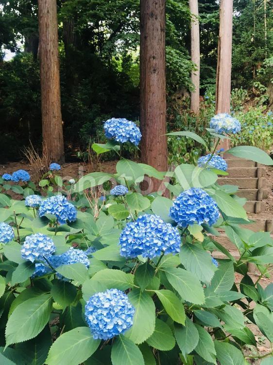 あじさい（紫陽花）青がさわやか！ あじさい,夏,紫陽花の写真素材