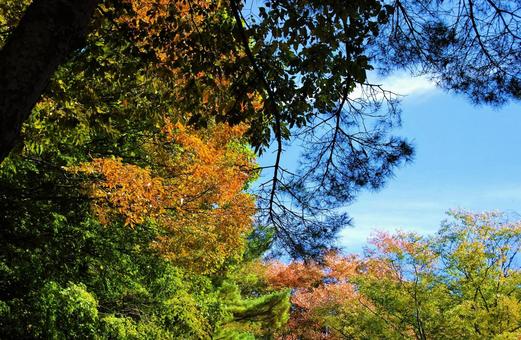紅葉 紅葉の写真