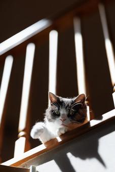 2階から覗く猫 2階から覗く猫 猫,ねこ,ネコの写真素材