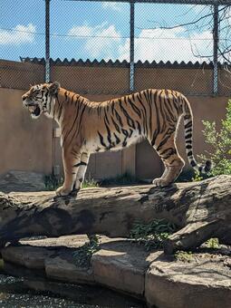 トラ トラ,とら,虎の写真素材