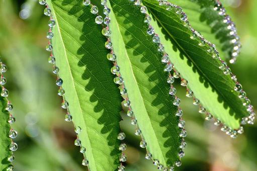 葉についた水滴 ワレモコウ,水滴,雫の写真素材