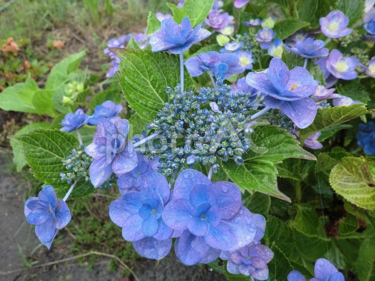 植物_青の紫陽花のつぼみ(あじさい) アジサイ,あじさい,紫陽花の写真素材