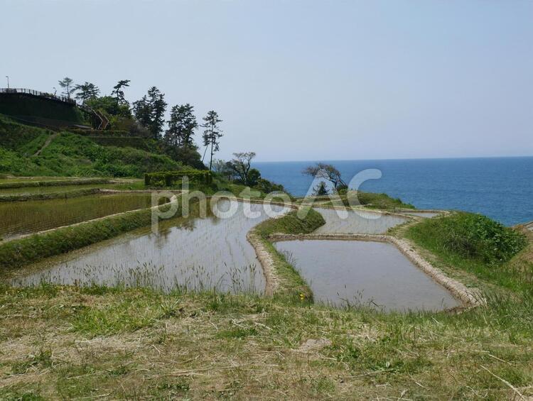 輪島の千枚田 水田,田んぼ,田植の写真素材