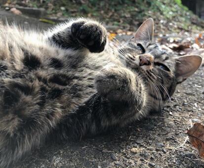 かまって ねこ,ネコ,生き物の写真素材