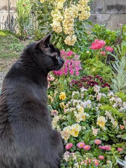 お花を眺める黒猫2 お花を眺める黒猫2 くろねこ,横顔,おすわりの写真素材