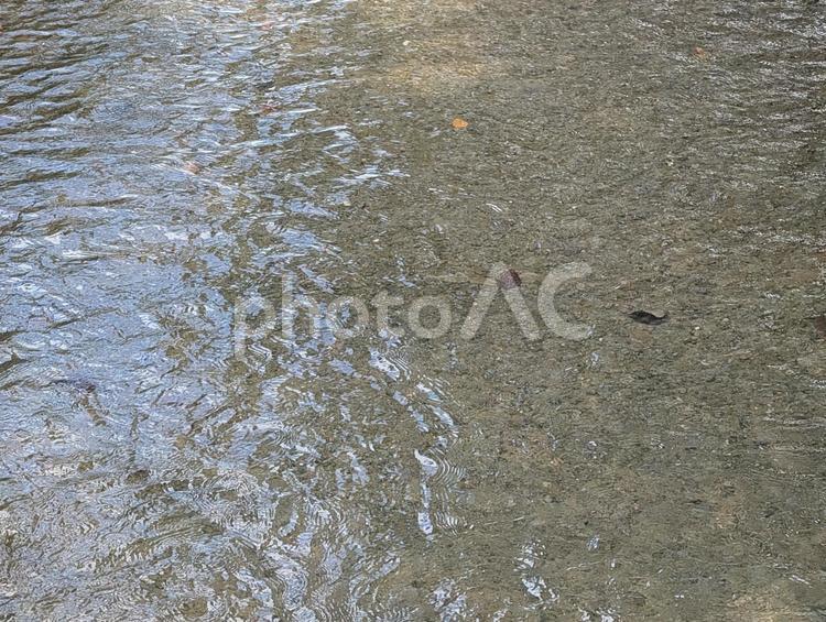 ゆったりと流れる小川 小川,水面,波紋の写真素材