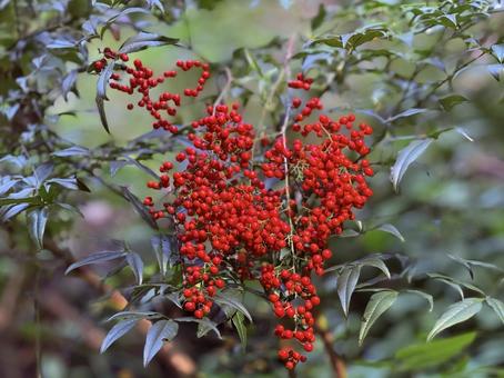 縁起物のマンリョウ マンリョウ,縁起物,正月の写真素材