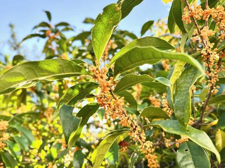 キンモクセイ 金木犀,植物,木の写真素材