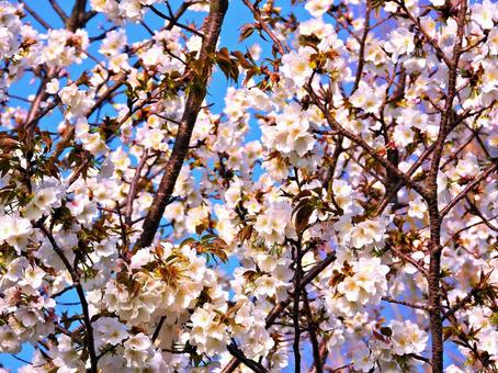 桜の写真