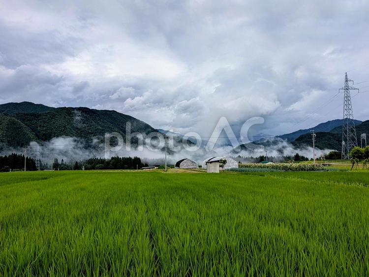 雲の多い田園風景 田んぼ,田園風景,雲の写真素材