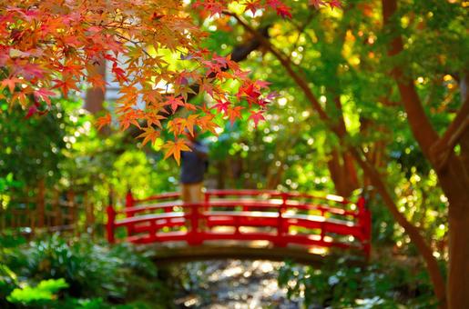 太鼓橋と紅葉 太鼓橋と紅葉の写真