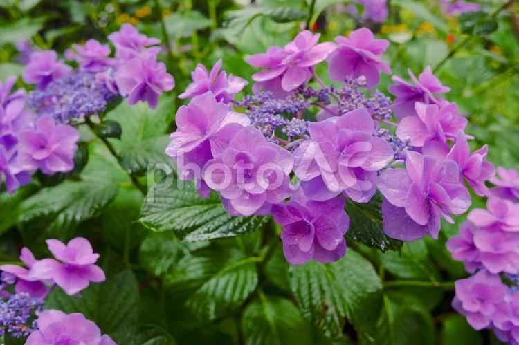 雨に濡れた紫陽花（アジサイ）の花 アジサイ,水滴,紫陽花の写真素材