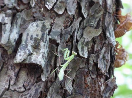 A baby praying mantis climbing an old tree, JPG A baby praying mantis climbing an old tree, JPG