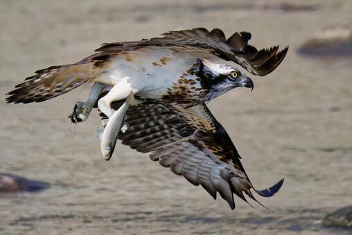 ボラを掴んで飛ぶミサゴ ミサゴ,鶚,ウオタカの写真素材