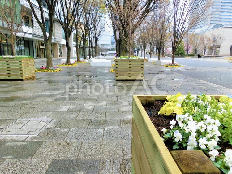 雨に濡れた並木道【横浜】 雨に濡れた並木道【横浜】 雨上がり,並木道,遊歩道の写真素材