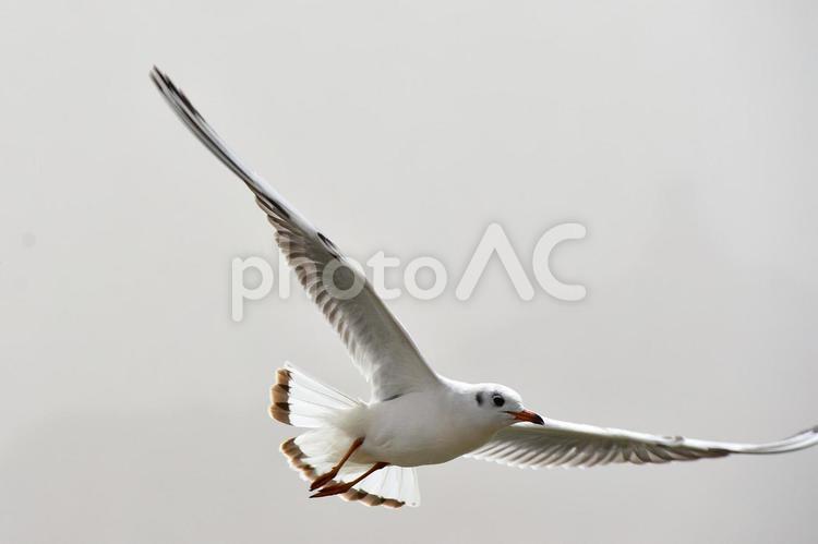 湖畔を羽ばたくカモメ 動物,鳥類,鳥の写真素材