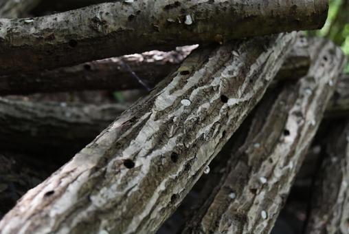 原木椎茸がたくさん並んでいる 椎茸,きのこ,原木の写真素材