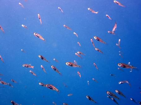 小さい魚たち 魚,海,秋の写真素材