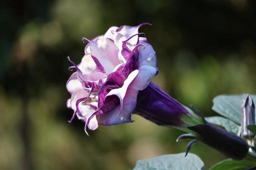 白と紫のチョウセンアサガオの花のアップ 白,紫,チョウセンアサガオの写真素材