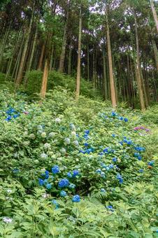 佐賀-【見返りの滝とあじさい】 佐賀,唐津市,見返りの滝の写真素材