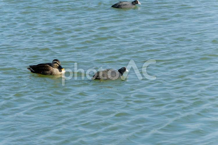 カルガモとオオバンの水上散歩 カルガモ,オオバン,水鳥の写真素材